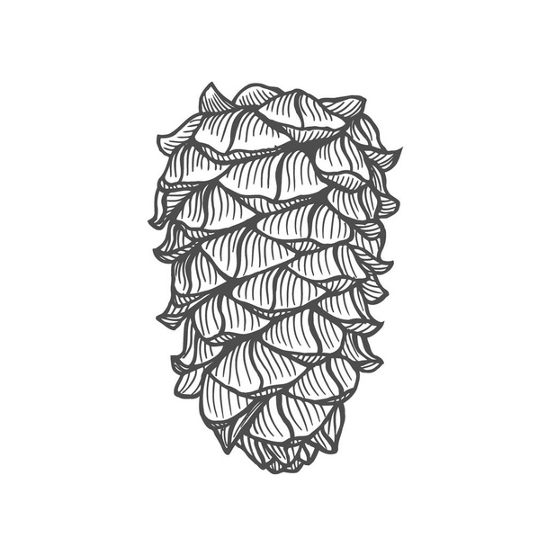 Ručně kreslený kužel borovice. Vintage vector illustration - Vektor, obrázek