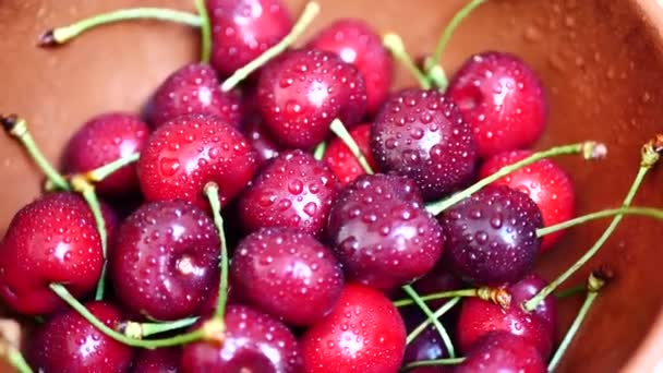 Grupo de cereza roja oscura jugosa madura con gotas de agua
 - Imágenes, Vídeo
