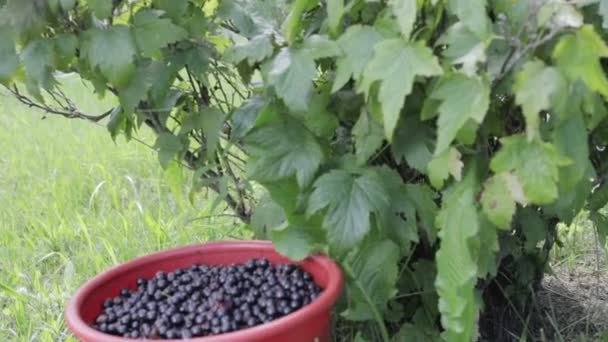 黒スグリの実の収穫 - 映像、動画
