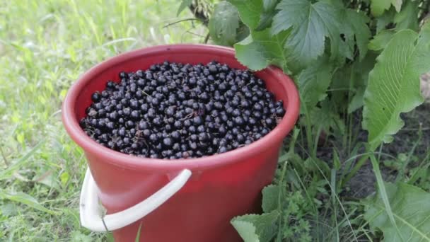 La cosecha de grosella negra
 - Metraje, vídeo
