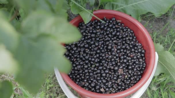 黒スグリの実の収穫 - 映像、動画