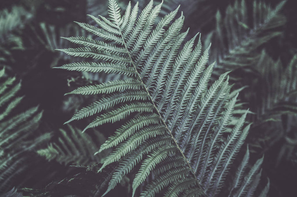 Closeup macro of fern green bush leaves and branches toned with retro vintage filters. Textured natural green background. Hipster style wallpaper. - Photo, Image