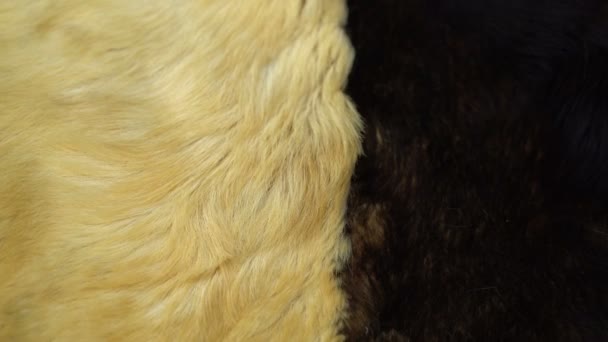Płynna pętla puszyste włosy skóra psa - Materiał filmowy, wideo