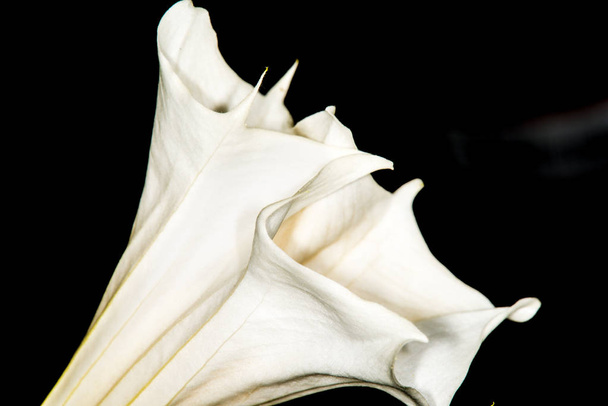 Toloache, pricklyburr, διάσημο ιερό φυτό με λουλούδι - Φωτογραφία, εικόνα