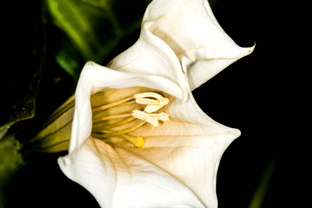 Toloache, pricklyburr, διάσημο ιερό φυτό με λουλούδι - Φωτογραφία, εικόνα
