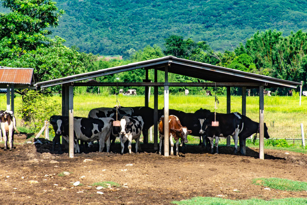 Αγελαδινό γάλα σε μια ξύλινη καλύβα στο αγρόκτημα. - Φωτογραφία, εικόνα