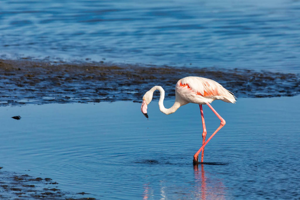 piękny ptak Rosy Flamingo w Walvis Bay rezerwacja, Namibia, Safari dzikiej przyrody - Zdjęcie, obraz