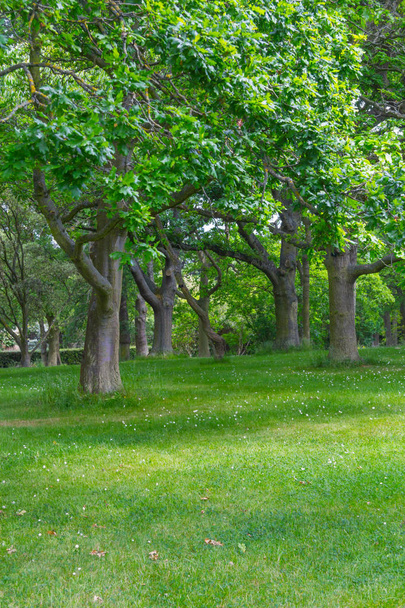 Árboles y césped en Botanic Garden, Dublín, Irlanda
 - Foto, imagen