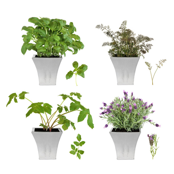 Herb Collection in Pots - Photo, Image
