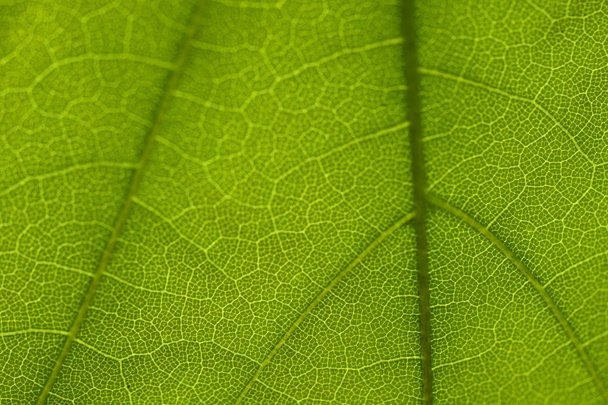 Texture of leaf - Foto, Bild