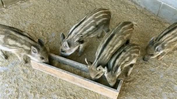 Many small  pigs with striped color, amicably eating from a trough on rural farm. Top view. Close-up. - Footage, Video