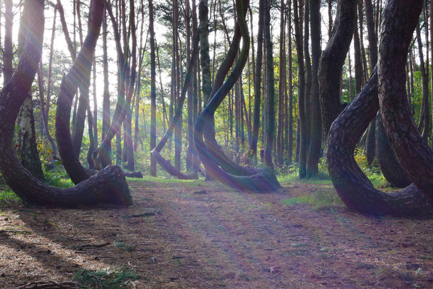 Уникальный изогнутый лес в Гриффине. Польша
 - Фото, изображение