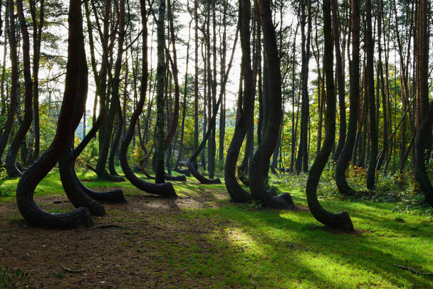 Une forêt incurvée unique à Griffin. Pologne
 - Photo, image