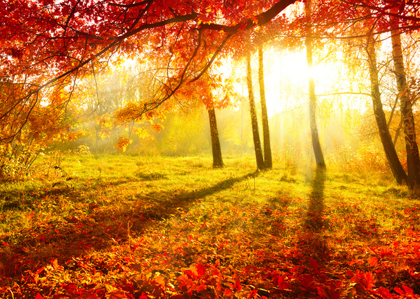 Parco autunnale. Alberi e foglie d'autunno. Caduta
 - Foto, immagini