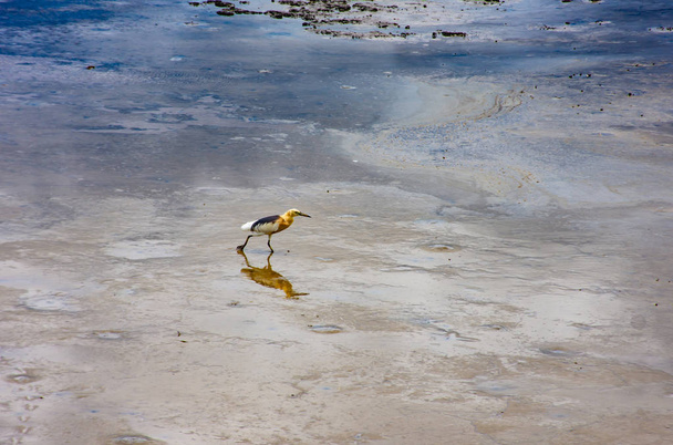 Oiseaux se nourrissant dans la mer à Bang Poo, Samut Prakan
. - Photo, image