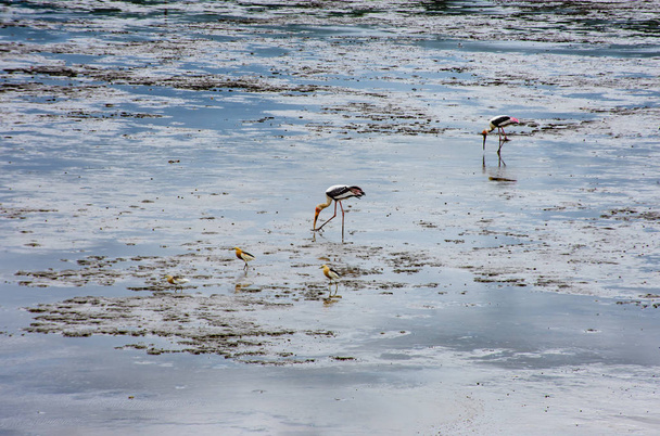 ビッグバンのうんちは、サムット プラカンで海の鳥. - 写真・画像