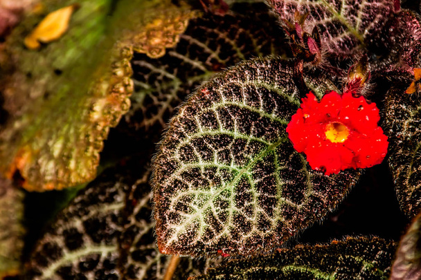 Episcia cupreata (Crochet.) Hanst dans le jardin
. - Photo, image