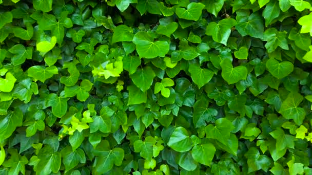 A parede é coberta com folhas verdes que oscilam no vento
 - Filmagem, Vídeo