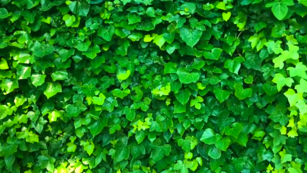 La pared está cubierta de hojas verdes que se balancean en el viento
 - Metraje, vídeo