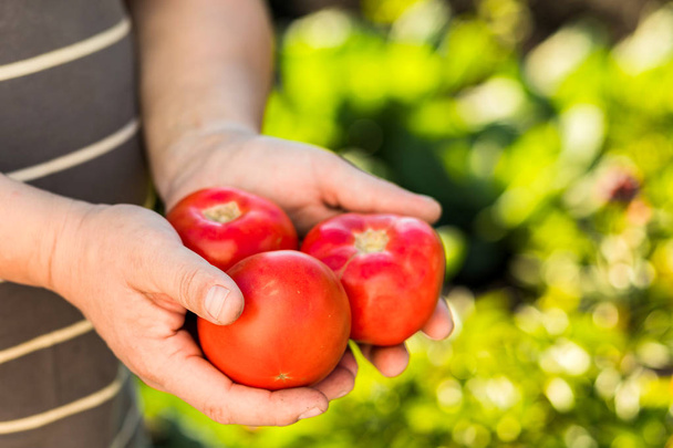 Ιταλική κόκκινες ντομάτες έκθεση του αγρότη χέρι μόλις έλαβε από τη γη του. Έννοια: Γεωργία, ντομάτα, φύση. - Φωτογραφία, εικόνα