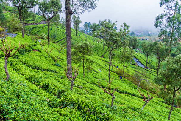 DAMBATENNE, SRI LANKA - JULY 15, 2016: Workers of tea plantations near Dambatenne village. - Foto, imagen