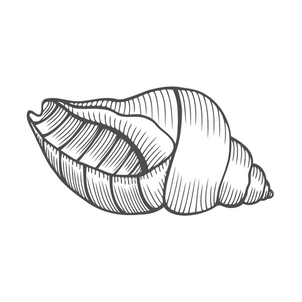 Seashell nautilus. Sea shell engraved vector illustration isolated on white background. Doodle seashell. Marine life ornament - Wektor, obraz