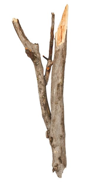 Törött fa bot elszigetelt fehér background - Fotó, kép