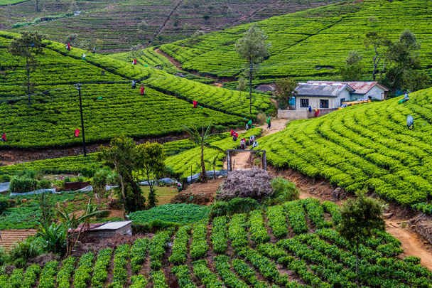 ДАМБАТЕННЕ, ШРИ-ЛАНКА - 15 июля 2016 года: Работники чайных плантаций возле деревни Дамбатенн
. - Фото, изображение