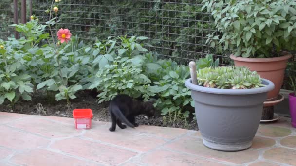 Small, young, black, domestic kitten is hiding behind a flower pot in a garden - Footage, Video