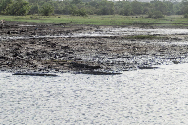 Mugger crocodiles (Crocodylus palustris) in Uda Walawe National Park, Sri Lanka - Foto, immagini