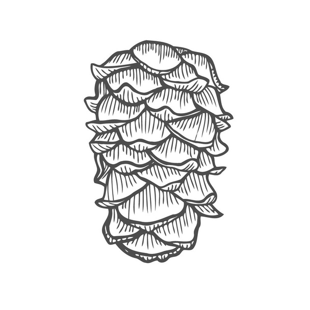 松ぼっくりの木材性質のベクトル イラスト。手描きのスケッチ - ベクター画像