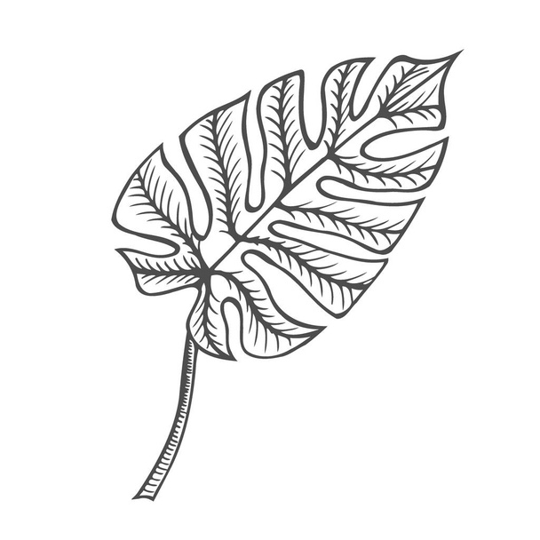 Monstera leaf illustration, drawing, engraving, ink line art vector - Vetor, Imagem