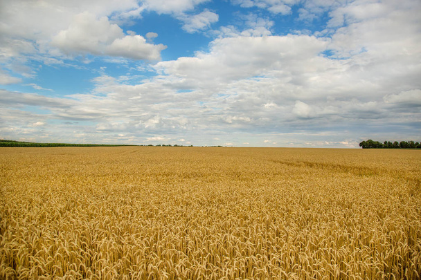 Sárga mezőben, gabona termés. Felhős ég alatt egy arany mezőben. - Fotó, kép