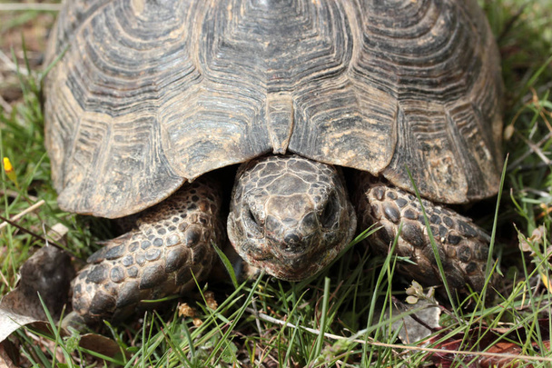 Черепаха на зеленій траві
  - Фото, зображення