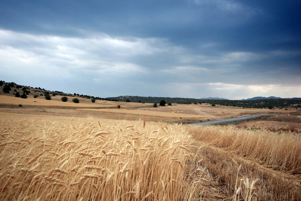 dramatická obloha a pšenice - Fotografie, Obrázek