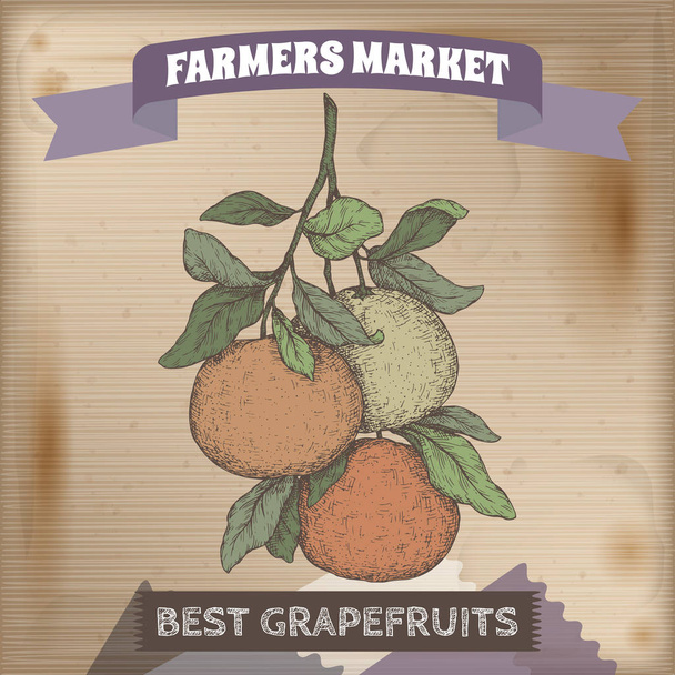 Famer market label with grapefruit branch color sketch on wooden background. - Вектор,изображение