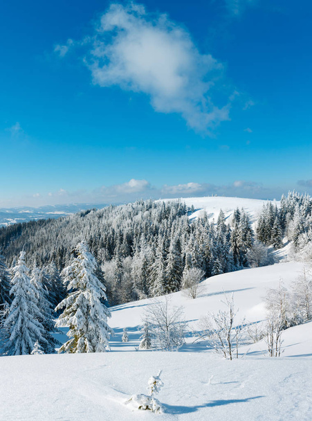 Winter calm mountain landscape with beautiful frosting trees and snowdrifts on slope (Carpathian Mountains, Ukraine) - Zdjęcie, obraz