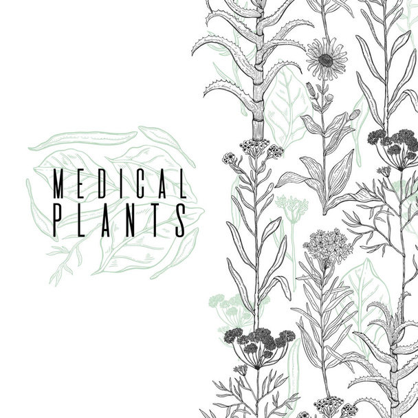 Vector background frame with drawing wild plants, herbs and flowers, monochrome botanical illustration in vintage style, natural floral template. Anis, arnica, rosemary, heliehrysum, beech, aloe. - Vector, Image