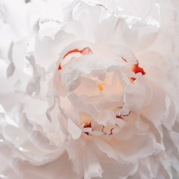 Folhas de flor de peônia branca
 - Foto, Imagem