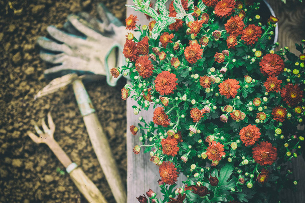 Fleurs de jardin prêtes à planter et outils de jardinier et gants
 - Photo, image