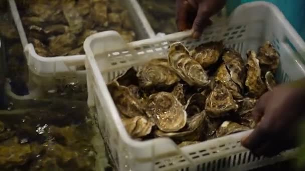 Hände eines schwarzen Afro-Mannes halten Korb mit Austernmuscheln - Filmmaterial, Video