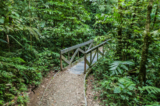 Hiking trail in cloud forest of Reserva Biologica Bosque Nuboso Monteverde, Costa Rica - Zdjęcie, obraz