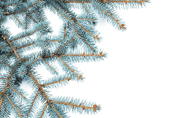 Fir branches on white background - Photo, image