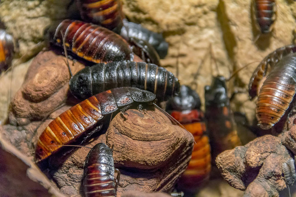 lots of Madagascar hissing cockroaches in natural ambiance - Photo, Image