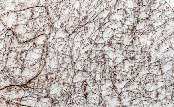 детали ползучести Вирджинии на оштукатуренной стене в зимнее время
 - Фото, изображение