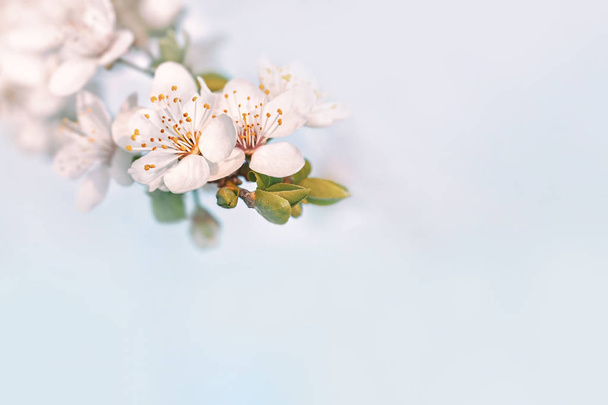 白い背景に咲く春の花と白い花びらを持つ木の枝のトップビュー ロイヤリティフリー写真 画像素材