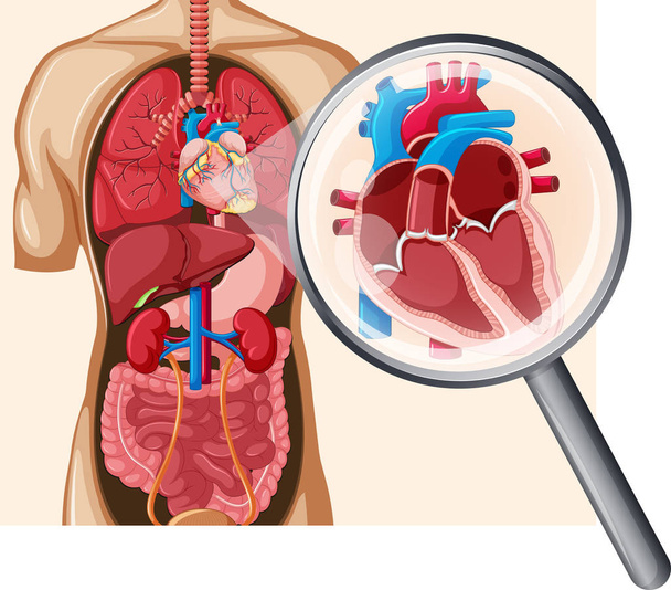 Εικονογράφηση ανθρώπινη καρδιά και το κυκλοφορικό σύστημα - Διάνυσμα, εικόνα