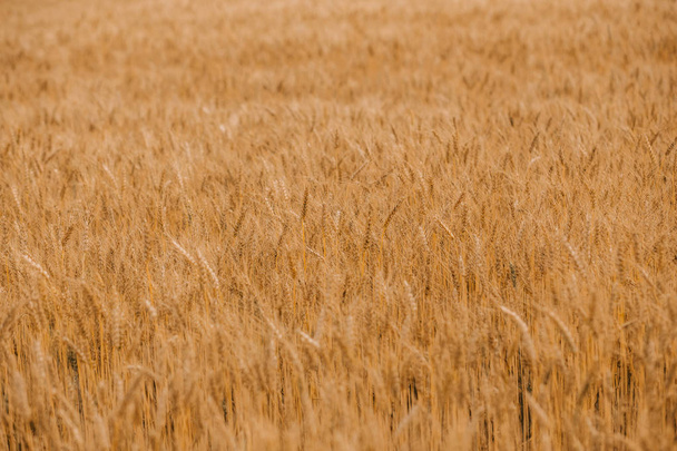Ripe wheat cereals are golden on the field of agricultural crops - Fotó, kép