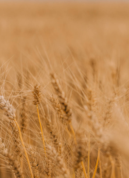 Ripe wheat cereals are golden on the field of agricultural crops - Foto, Bild