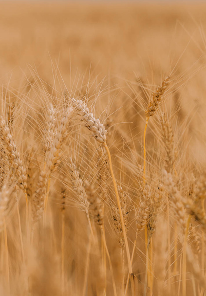 Ripe wheat cereals are golden on the field of agricultural crops - Φωτογραφία, εικόνα